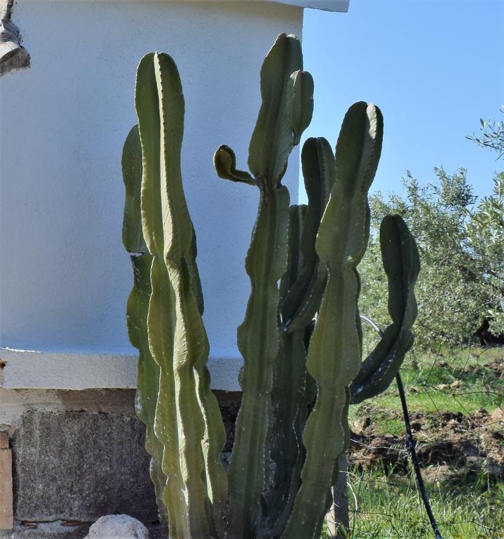 منزل الضيف أروسييْ  في La Ginestra المظهر الخارجي الصورة