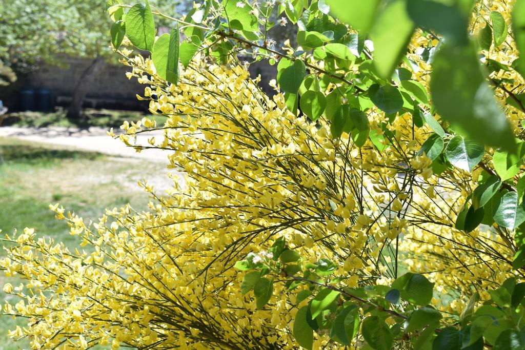 منزل الضيف أروسييْ  في La Ginestra المظهر الخارجي الصورة